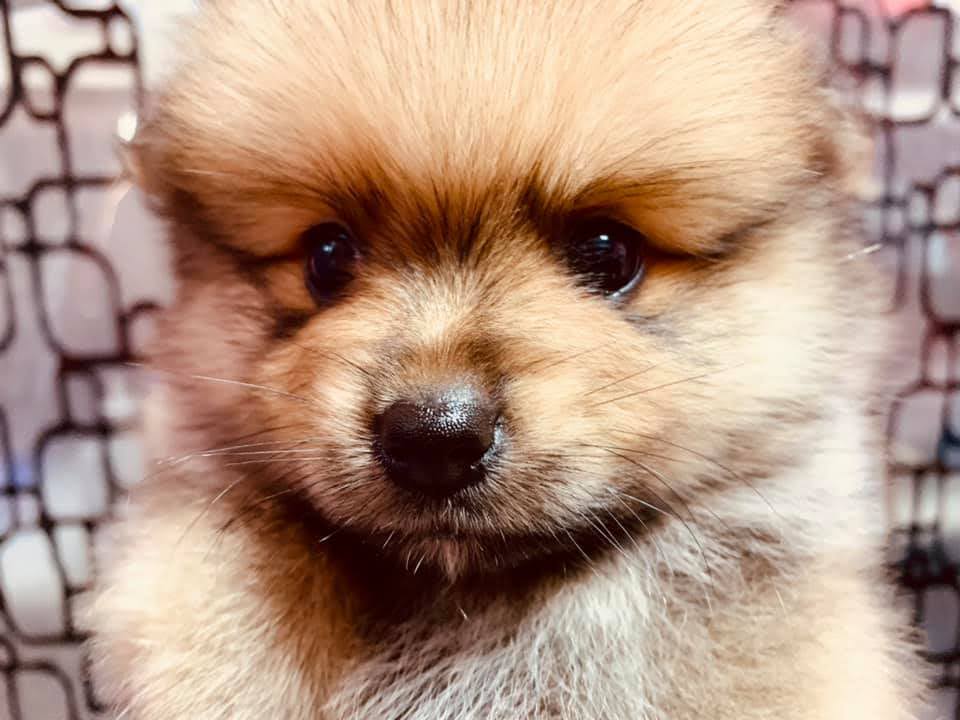 Pomeranian