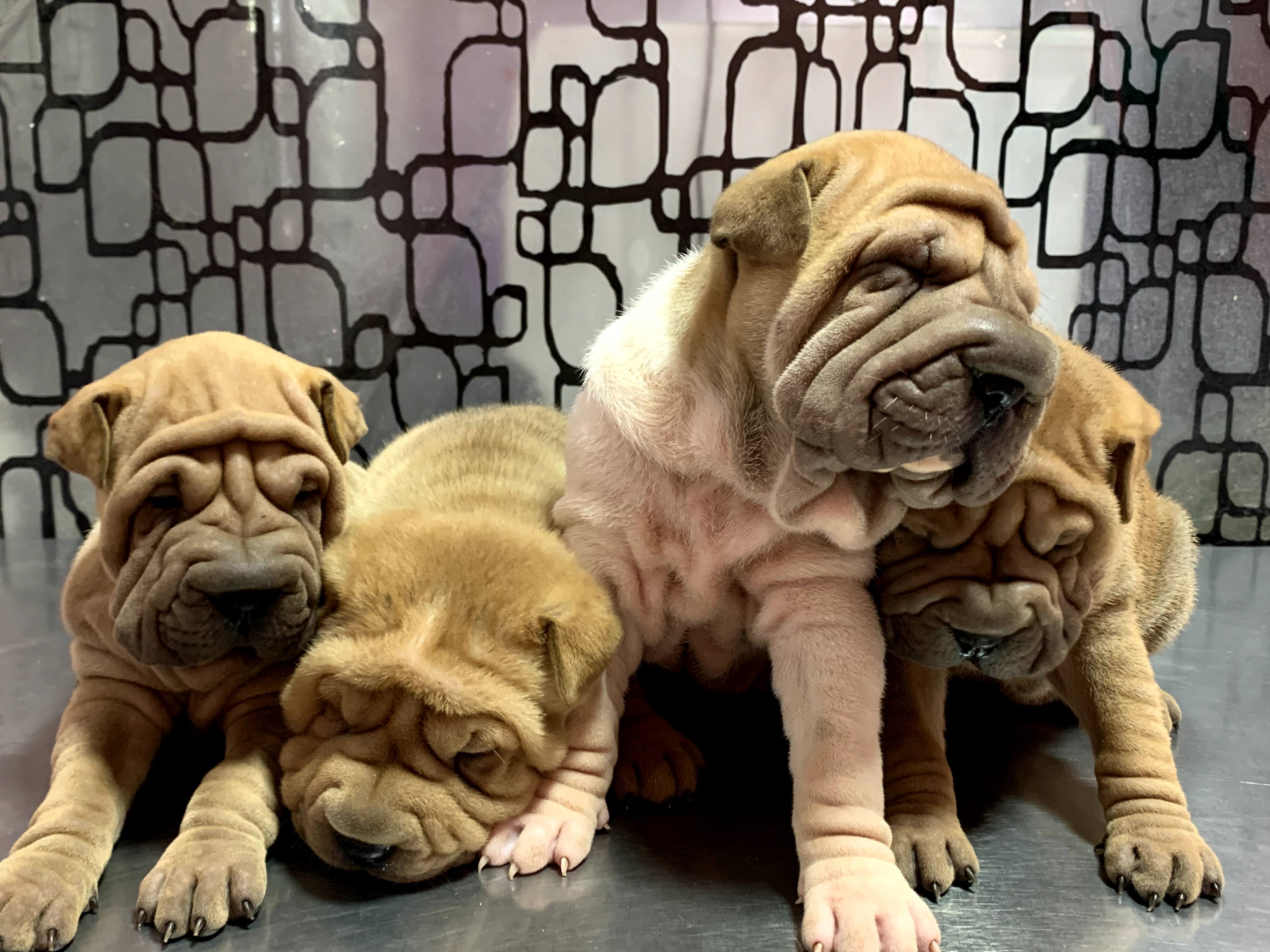 Sharpei Pups