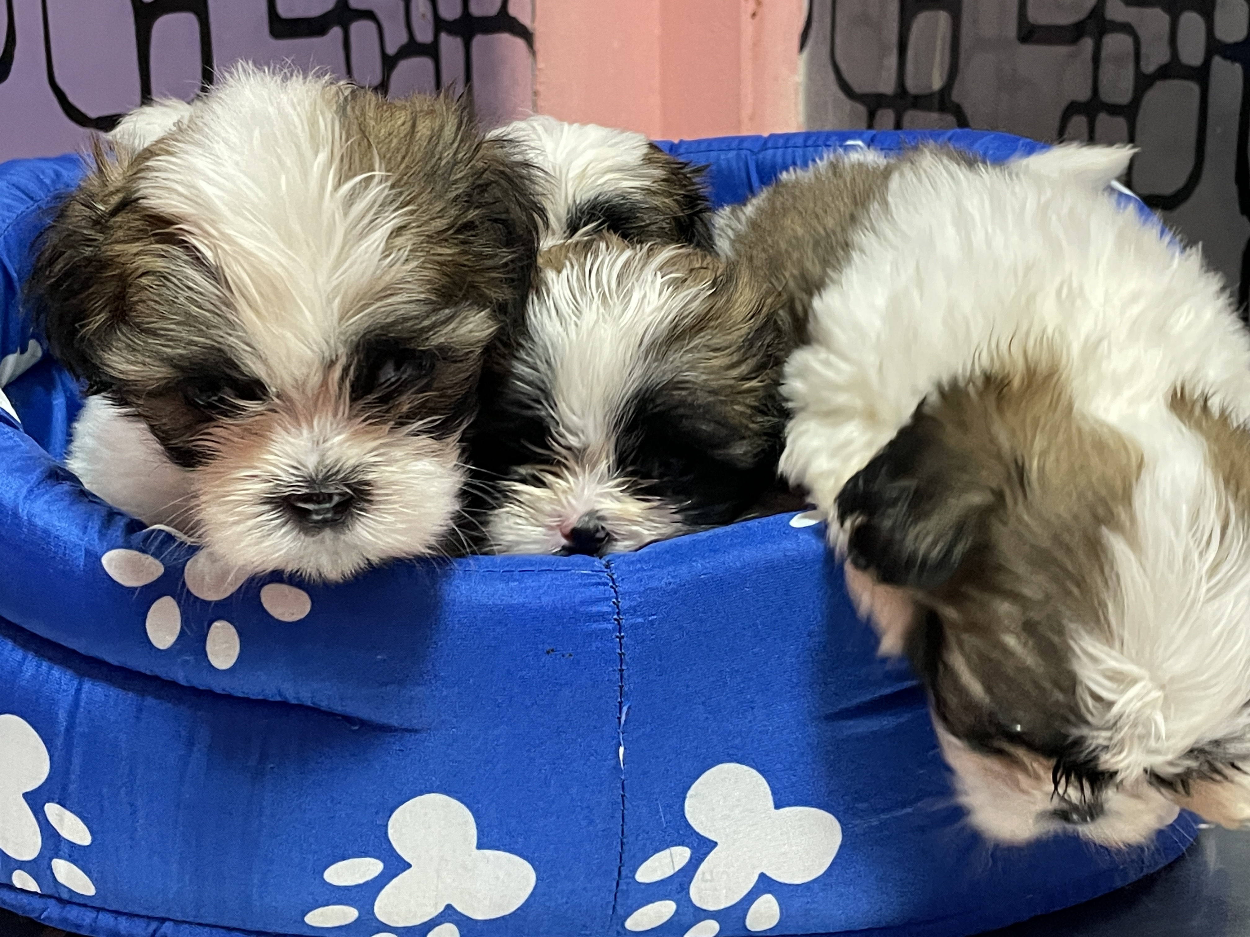 Shih Tzu Pups